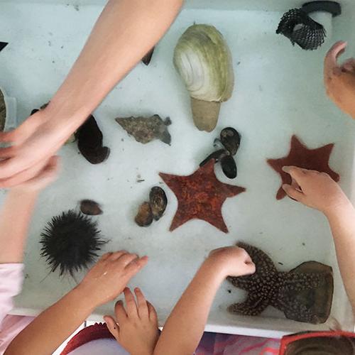 学习海洋生物的学生